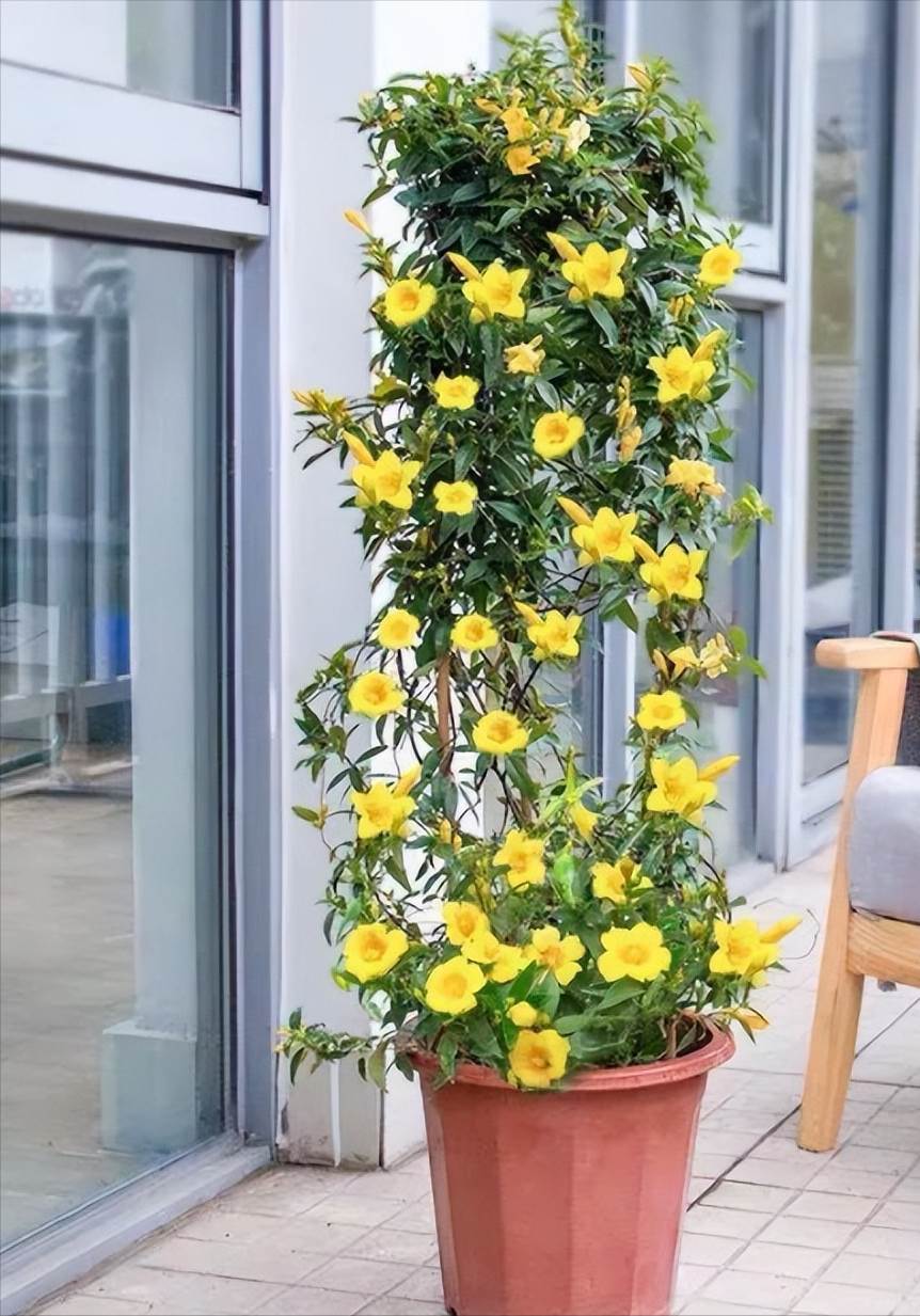 13種 毒花 越漂亮越有毒 最后一種千萬別種