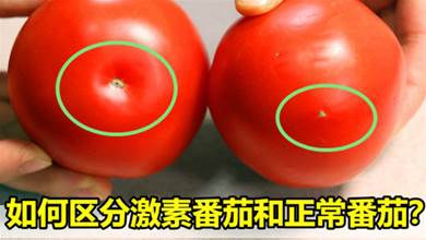 如何區分是不是激素番茄？菜農：牢記3個訣竅，保證一眼就能辨別出