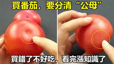 買番茄，要分清「公母」，買錯了不好吃，看完漲知識了