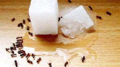家裡有螞蟻別用開水燙，教你4個簡單妙招，螞蟻隔天就搬家，太實用了