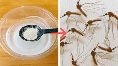 白糖加上它，蚊子來多少滅多少，家中蚊子全部消失了，安全又有效