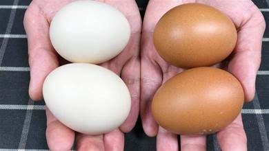 買雞蛋時，挑紅殼的還是白殼的好？售貨員不小心說漏嘴，別買錯了