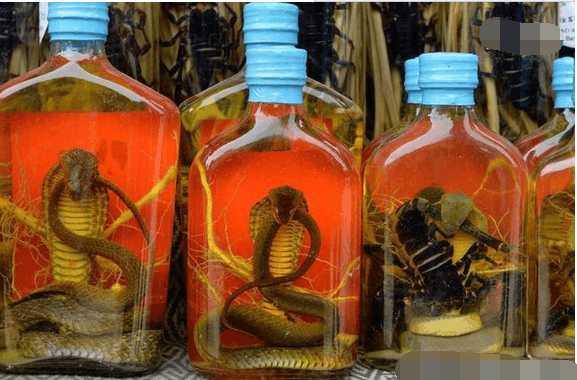 為什麼泡酒的蛇 隔很久都不死 今天才知道真相