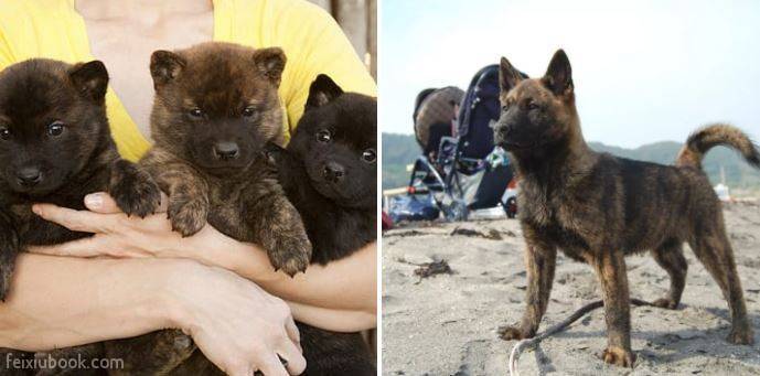 很多人都沒見過的稀有犬種 第15隻超可愛狗狗有兔子耳朵